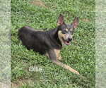 Small Photo #3 Mutt Puppy For Sale in Morganville, NJ, USA