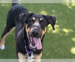Small Photo #2 German Shepherd Dog-Unknown Mix Puppy For Sale in Martinez, CA, USA