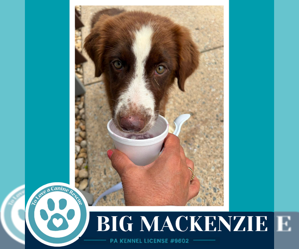 Medium Photo #4 Australian Shepherd Puppy For Sale in Kimberton, PA, USA
