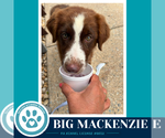 Small #3 Australian Shepherd