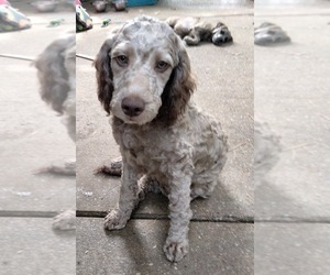 Cockapoo (Miniature) Puppy for sale in BALTIMORE, MD, USA