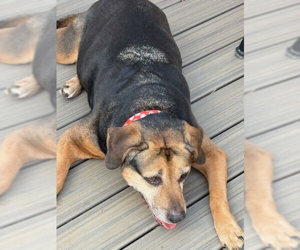 Medium Photo #10 Mutt Puppy For Sale in Oakhurst, NJ, USA