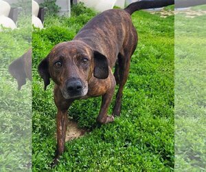 Plott Hound Dogs for adoption in Fairfield, IL, USA