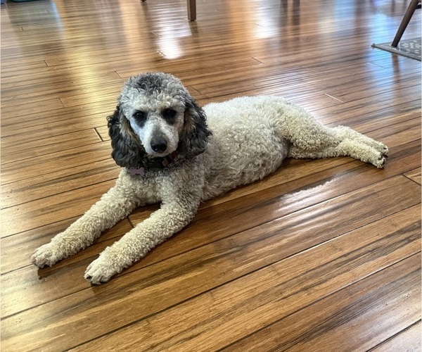 Medium Photo #1 Poodle (Miniature) Puppy For Sale in CONCORD, MN, USA