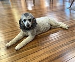 Small Photo #1 Poodle (Miniature) Puppy For Sale in CONCORD, MN, USA