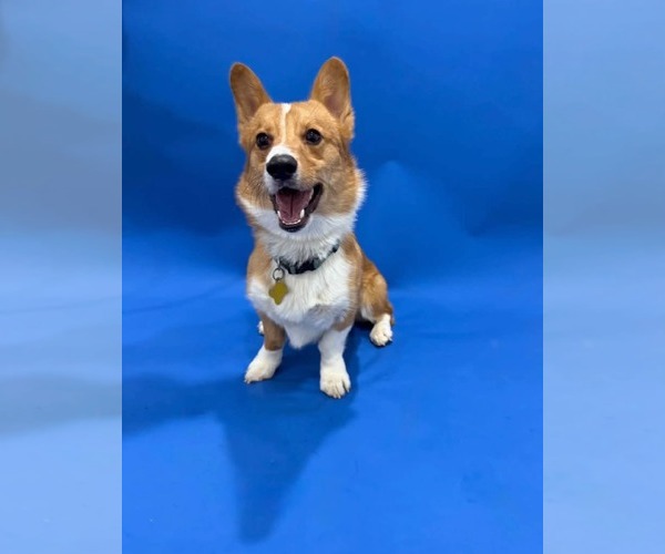 Medium Photo #1 Pembroke Welsh Corgi Puppy For Sale in Sandy, UT, USA