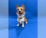 Cinnamon butter - Male Pembroke Welsh Corgi Dog for Adoption - Small photo