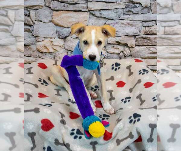 Medium Photo #4 Retriever -Unknown Mix Puppy For Sale in Kennesaw, GA, USA