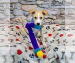 Small #3 Retriever  Mix