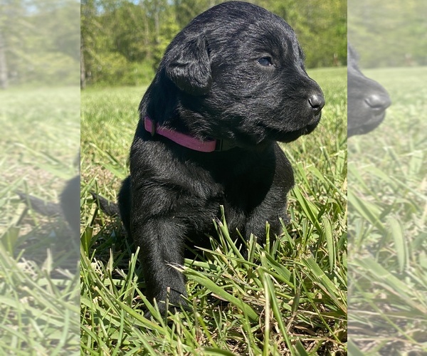 Medium Photo #1 Labrador Retriever Puppy For Sale in MACOMB, MO, USA