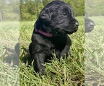 Small Photo #1 Labrador Retriever Puppy For Sale in MACOMB, MO, USA
