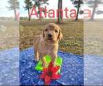 Small Photo #3 Goldendoodle Puppy For Sale in MILLEN, GA, USA