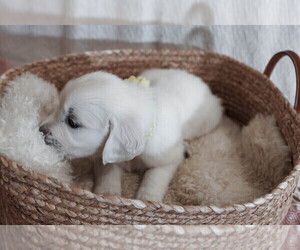 English Cream Golden Retriever Puppy for sale in MALDEN, MA, USA