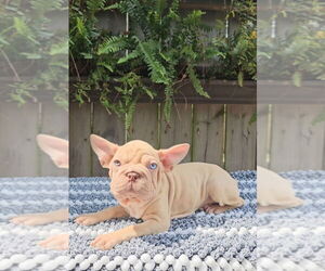 Faux Frenchbo Bulldog-French Bulldog Mix Puppy for sale in INDIANAPOLIS, IN, USA