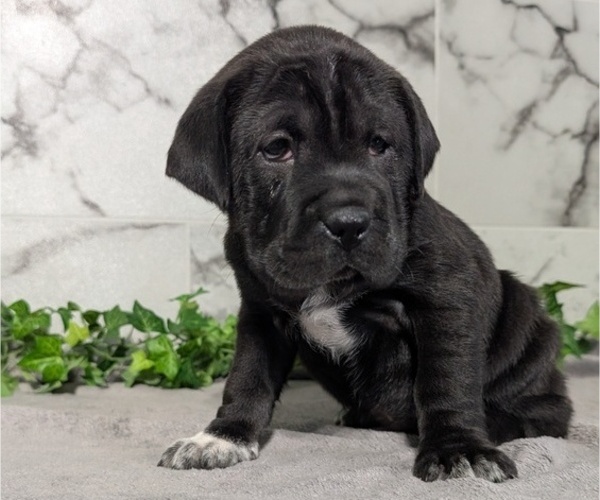 Medium Photo #48 Cocker-Pei Puppy For Sale in GOSHEN, IN, USA