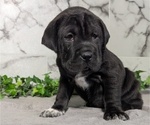 Small Photo #48 Cocker-Pei Puppy For Sale in GOSHEN, IN, USA
