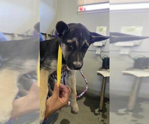 Gerberian Shepsky Dogs for adoption in Camarillo, CA, USA