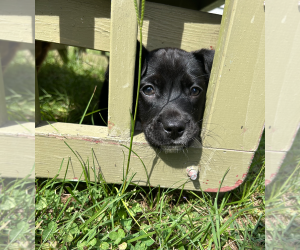 Medium Photo #4 Boston Terrier-Labrador Retriever Mix Puppy For Sale in Holly Springs, NC, USA