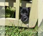 Small #3 Boston Terrier-Labrador Retriever Mix