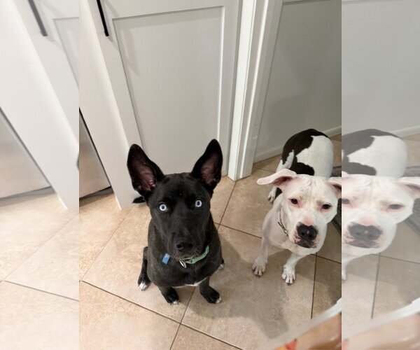 Medium Photo #3 Labsky Puppy For Sale in The Woodlands, TX, USA