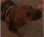 Small Photo #20 Black Mouth Cur-Unknown Mix Puppy For Sale in The Woodlands, TX, USA