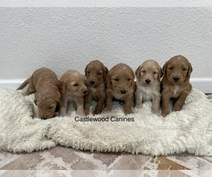 Goldendoodle Puppy for Sale in FRANKTOWN, Colorado USA