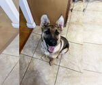 Small #1 German Shepherd Dog Mix