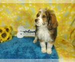 Small Photo #90 Bernedoodle-Poodle (Toy) Mix Puppy For Sale in BLACK FOREST, CO, USA