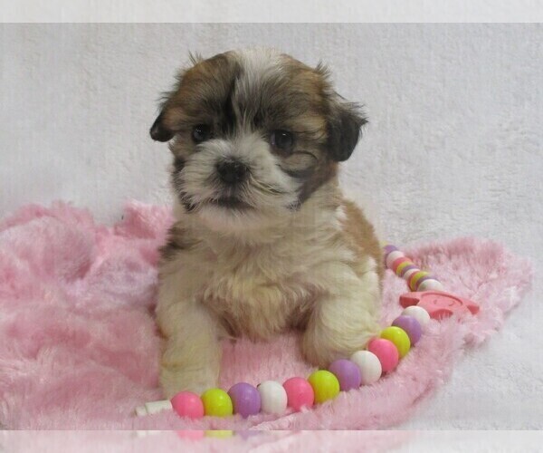 Medium Photo #4 Zuchon Puppy For Sale in THORP, WI, USA
