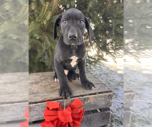 Medium Photo #4 Great Dane Puppy For Sale in MIDDLEBURY, IN, USA