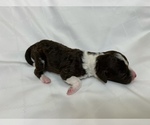 Small Photo #1 Lagotto Romagnolo Puppy For Sale in VANCOUVER, WA, USA