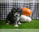 Puppy Scooter Aussiedoodle Miniature