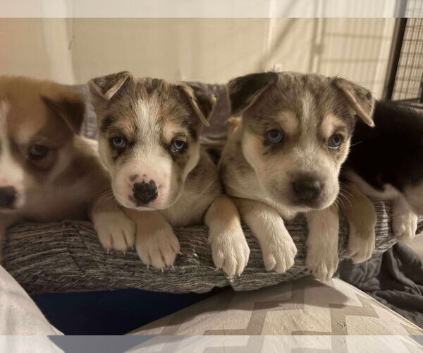 Medium Photo #2 Siberian Husky-Unknown Mix Puppy For Sale in Gretna, NE, USA