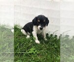 Puppy 4 Beagle-Bernedoodle Mix