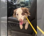Small #1 Australian Shepherd Mix