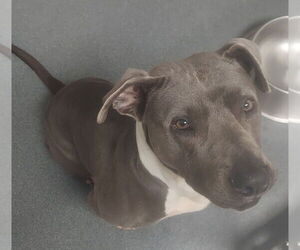 American Pit Bull Terrier Dogs for adoption in Glen Allen, VA, USA
