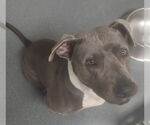 Small American Pit Bull Terrier