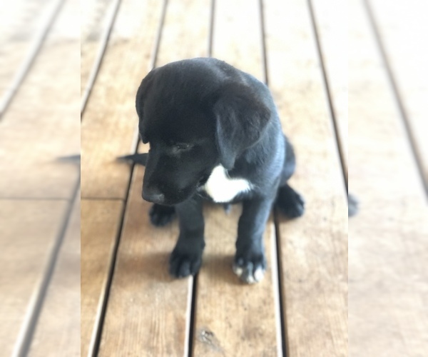 Medium Photo #3 Borador Puppy For Sale in SPRINGDALE, AR, USA