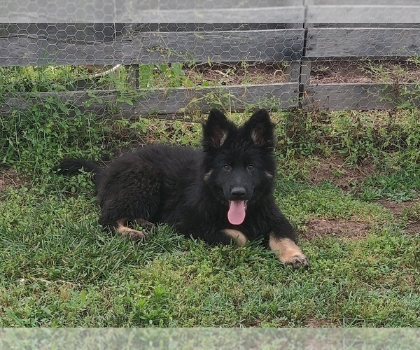 Medium Photo #8 German Shepherd Dog Puppy For Sale in COUCH, MO, USA