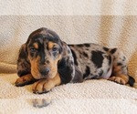 Small Photo #3 Bloodhound-Catahoula Leopard Dog Mix Puppy For Sale in CUMBY, TX, USA