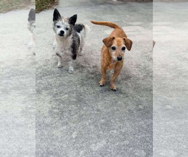 Medium Photo #3 Dachshund-Unknown Mix Puppy For Sale in Palatka, FL, USA
