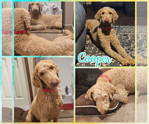 Medium Photo #1 Poodle (Standard) Puppy For Sale in Blacksburg, SC, USA