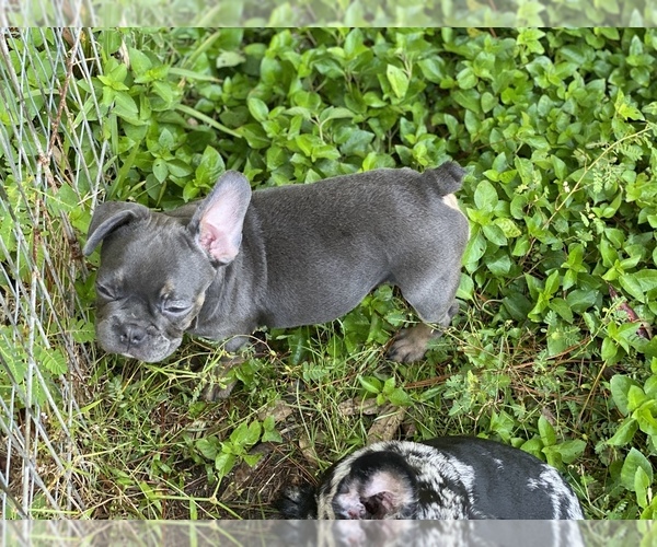 Medium Photo #9 French Bulldog Puppy For Sale in JACKSONVILLE, FL, USA