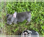 Small Photo #9 French Bulldog Puppy For Sale in JACKSONVILLE, FL, USA