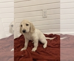 Small Photo #5 Goldendoodle Puppy For Sale in DENVER, CO, USA