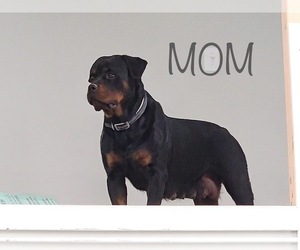Mother of the Rottweiler puppies born on 11/18/2021
