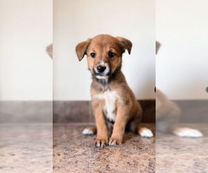 Mountain Cur-Unknown Mix Dogs for adoption in Foristell, MO, USA