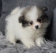 Puppy 8 Pomeranian