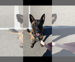 Belgian Malinois Dogs for adoption in LOS ANGELES, CA, USA