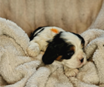Small Photo #4 Cavalier King Charles Spaniel Puppy For Sale in ALTON, NH, USA